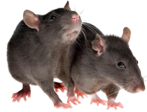 rats et souris